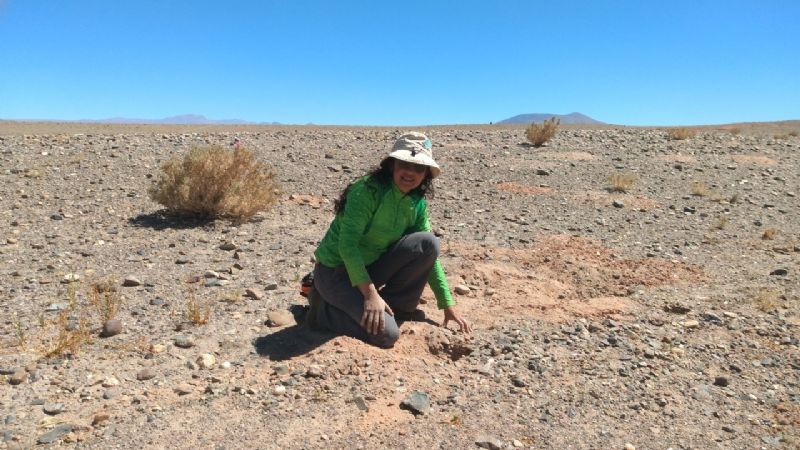 Se realizó una importante investigación sobre Tucos Tucos en Catamarca