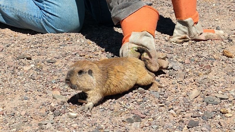 Se realizó una importante investigación sobre Tucos Tucos en Catamarca
