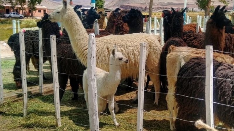 Dio inicio la Feria Ganadera y Artesanal de la Puna