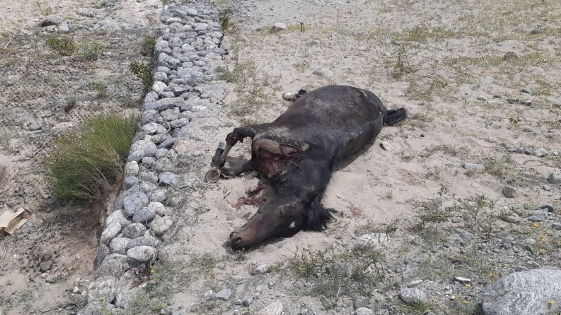 Camioneta impactó contra un caballo en la ruta 40