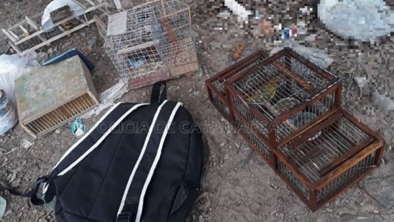 Secuestran aves cánoras