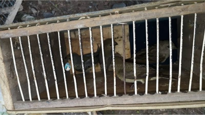 Secuestran aves cánoras