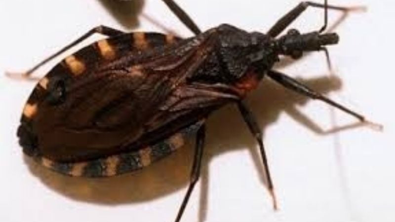 Recomendaciones ante la presencia de vinchucas