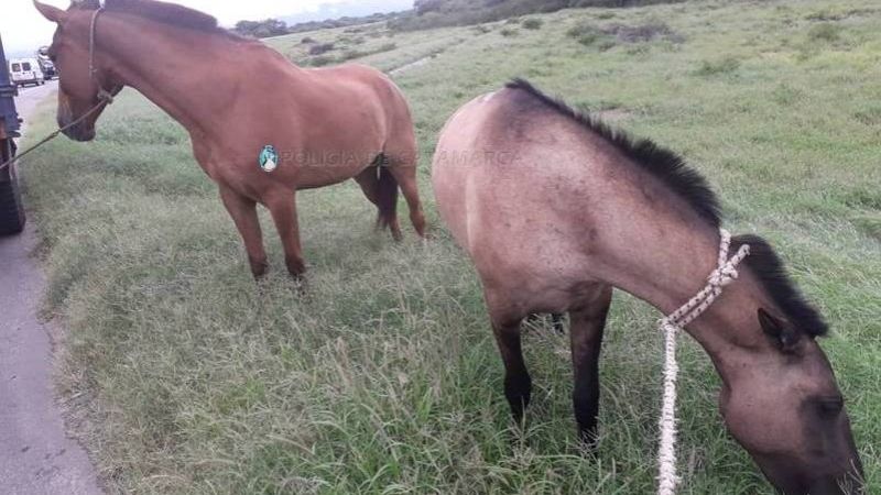 Secuestran animales sueltos en Valle Viejo