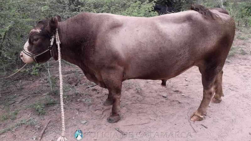Secuestraron 34 animales sueltos en Colonia del Valle