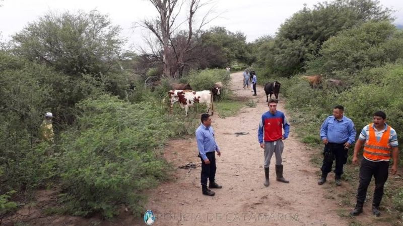 Secuestraron 34 animales sueltos en Colonia del Valle