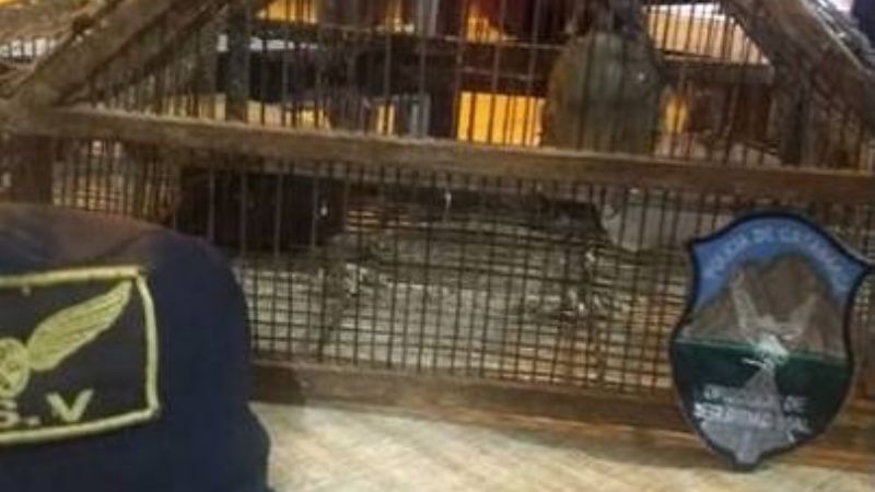 Secuestran un ave canora y una trampera en El Portezuelo