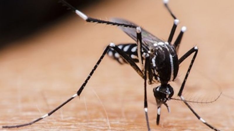 Ya son 8 los casos de dengue: 2 autóctonos