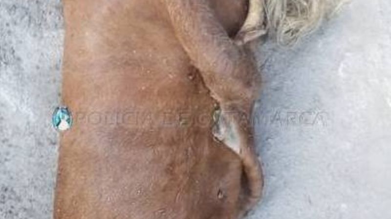 Arrestan a un joven por faenar una vaca robada de una finca