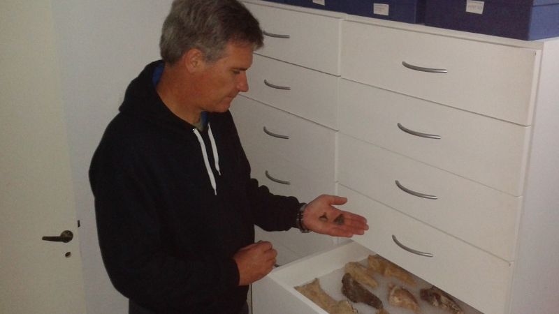 Hallan fósiles de un Tiburón blanco prehistórico en Miramar