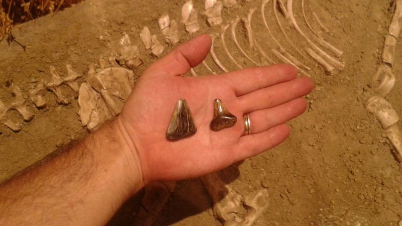 Hallan fósiles de un Tiburón blanco prehistórico en Miramar