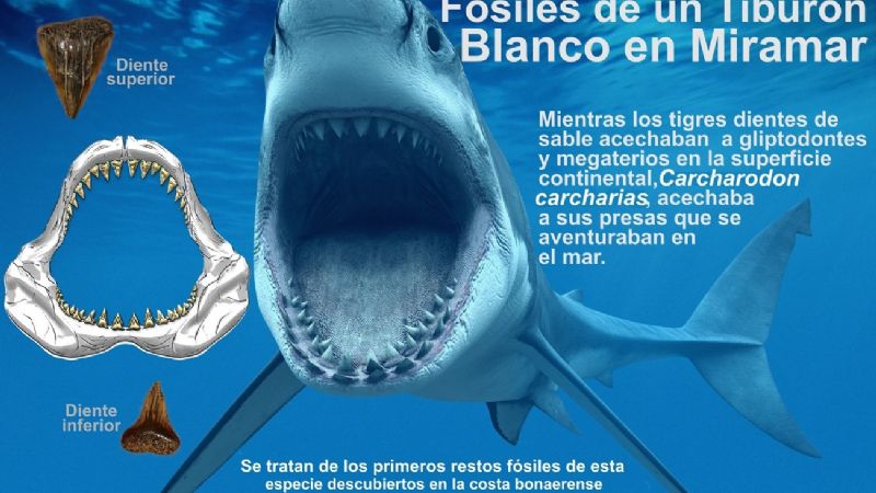 Hallan fósiles de un Tiburón blanco prehistórico en Miramar