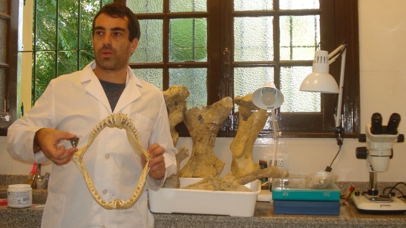 Hallan fósiles de un Tiburón blanco prehistórico en Miramar