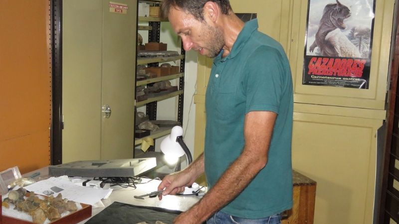 Hallan fósiles de un Tiburón blanco prehistórico en Miramar