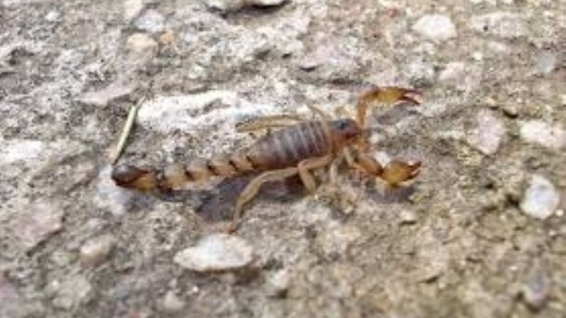 Asistieron a una mujer picada por un alacrán