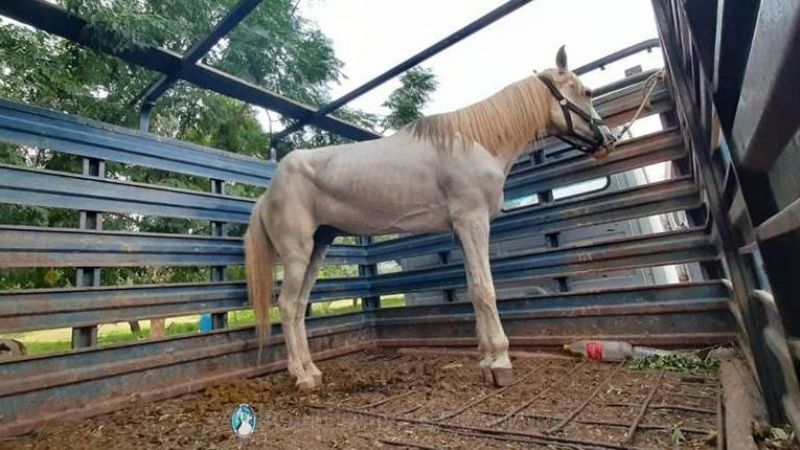 Secuestran animales sueltos en una avenida de la Capital