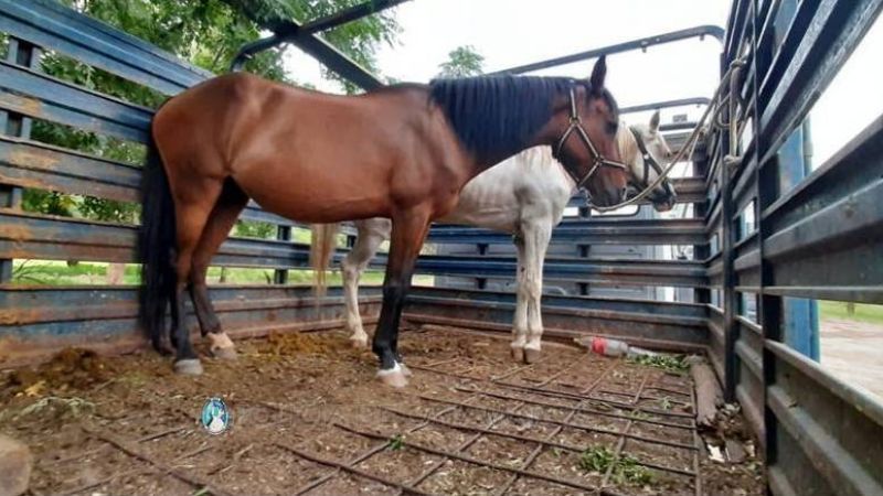 Secuestran animales sueltos en una avenida de la Capital