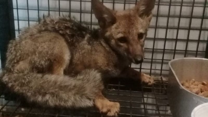 Liberan un zorro y un chimango