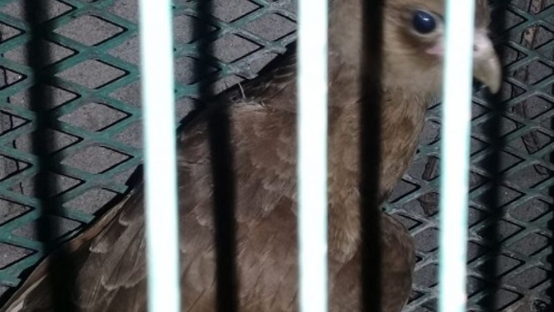 Liberan un zorro y un chimango