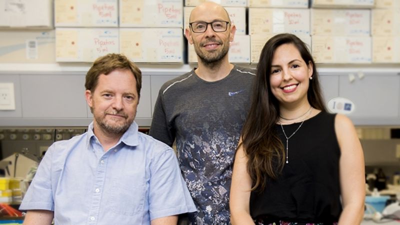 Un catálogo de proteínas para conocer mejor las células