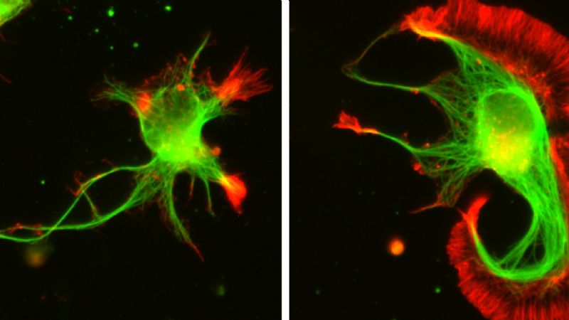 Un catálogo de proteínas para conocer mejor las células