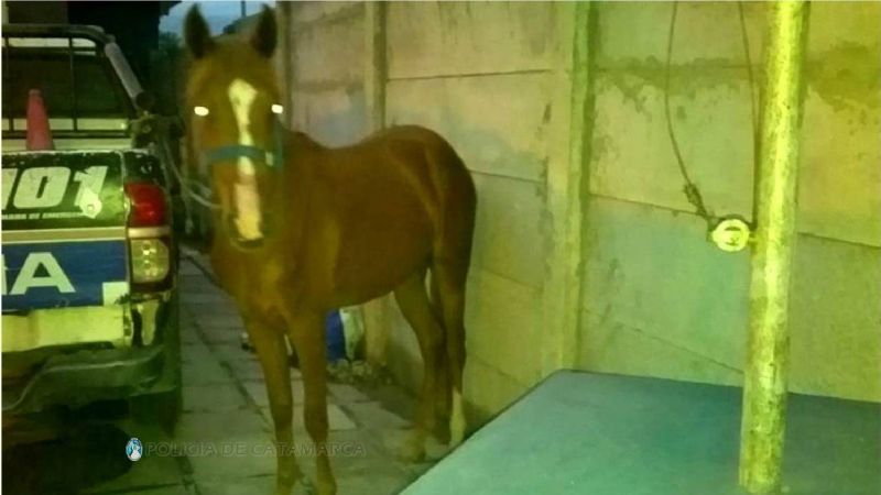 Denunció que le robaron una potranca y la encontraron en una casa