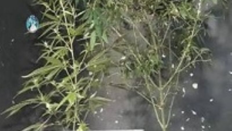 Secuestran dos plantas de marihuana