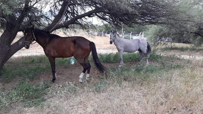 Secuestran animales sueltos en la Capital