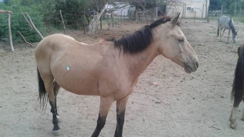 Secuestran animales sueltos en la Capital