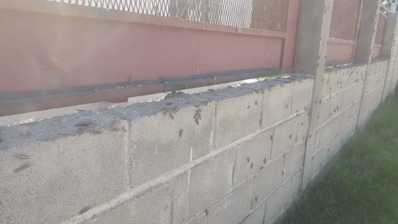 La plaga asecha a los vecinos de Andalgalá