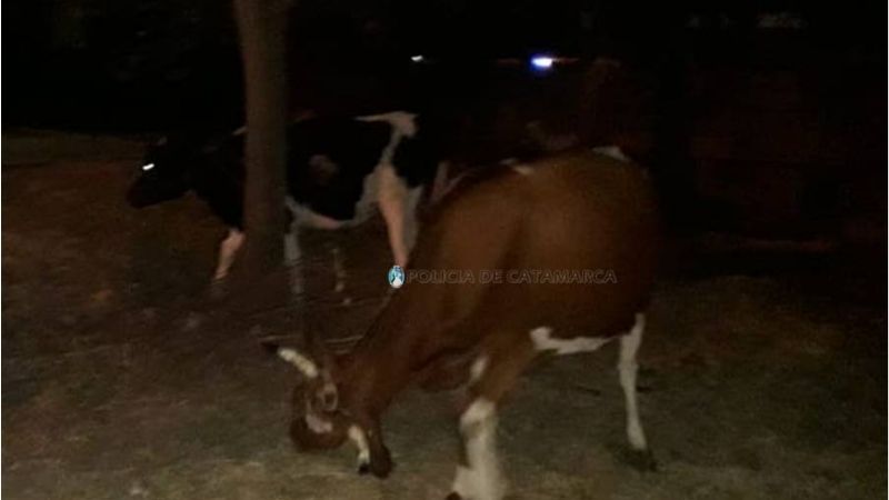 Secuestran varios animales sueltos en Capayán