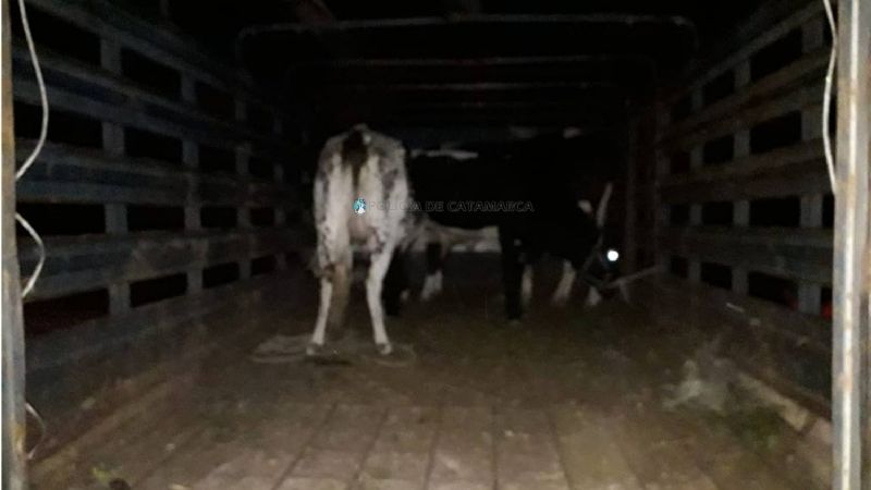 Secuestran varios animales sueltos en Capayán