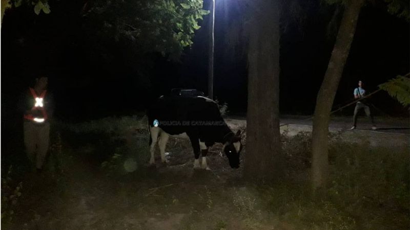 Secuestran varios animales sueltos en Capayán