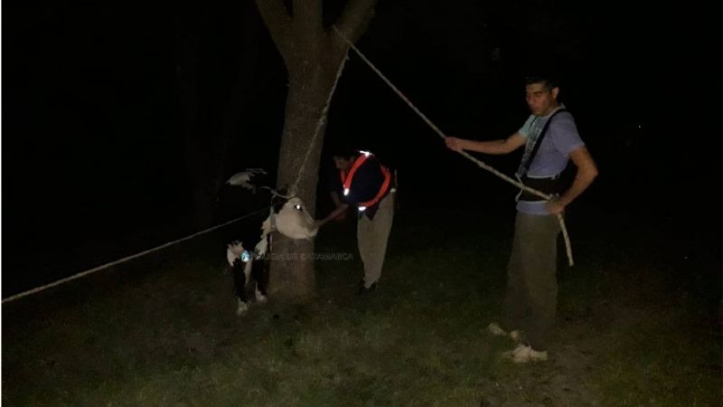 Secuestran varios animales sueltos en Capayán