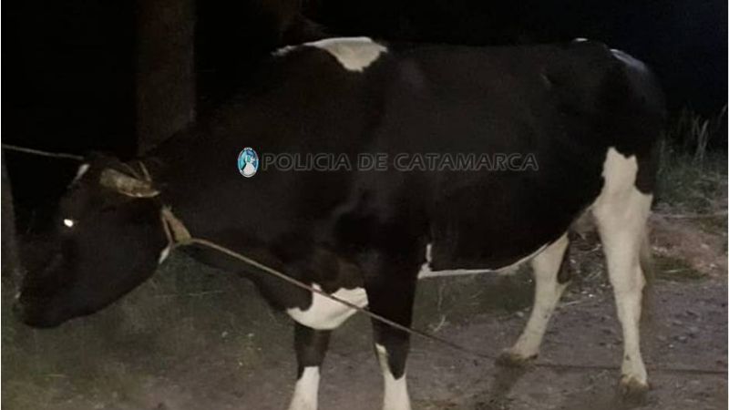 Secuestran varios animales sueltos en Capayán