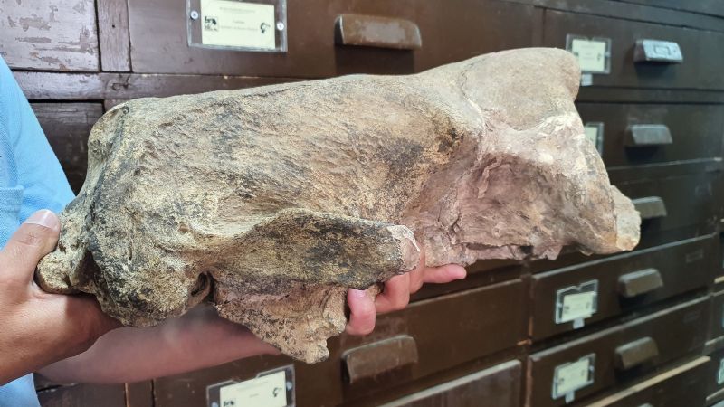 Presentaron un "Yeti sudamericano" de más de 10 mil años de antigüedad