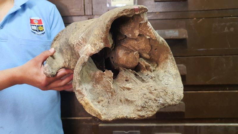 Presentaron un "Yeti sudamericano" de más de 10 mil años de antigüedad