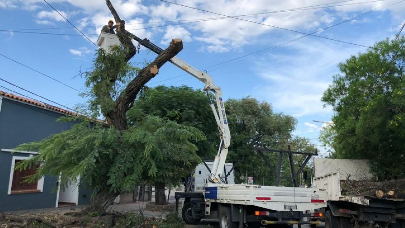 Poda en calle Conesa
