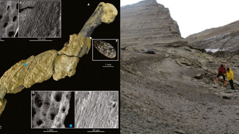 Descubrieron restos de piel fosilizada de un pingüino gigante en la Antártida