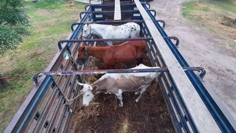Secuestran animales sueltos en La Puerta y El Rodeo