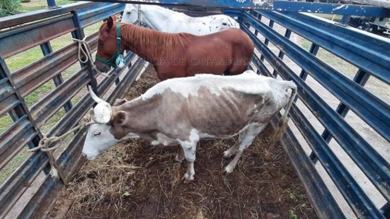 Secuestran animales sueltos en La Puerta y El Rodeo