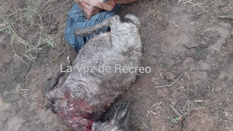 Robaron dos cabrillas, las mataron y abandonaron dentro de una bolsa