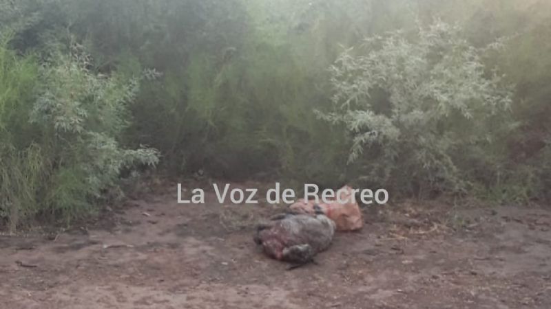 Robaron dos cabrillas, las mataron y abandonaron dentro de una bolsa