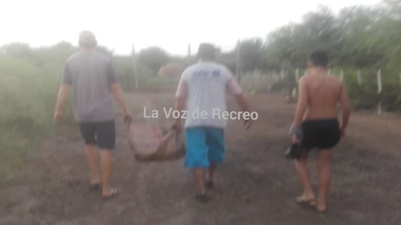 Robaron dos cabrillas, las mataron y abandonaron dentro de una bolsa