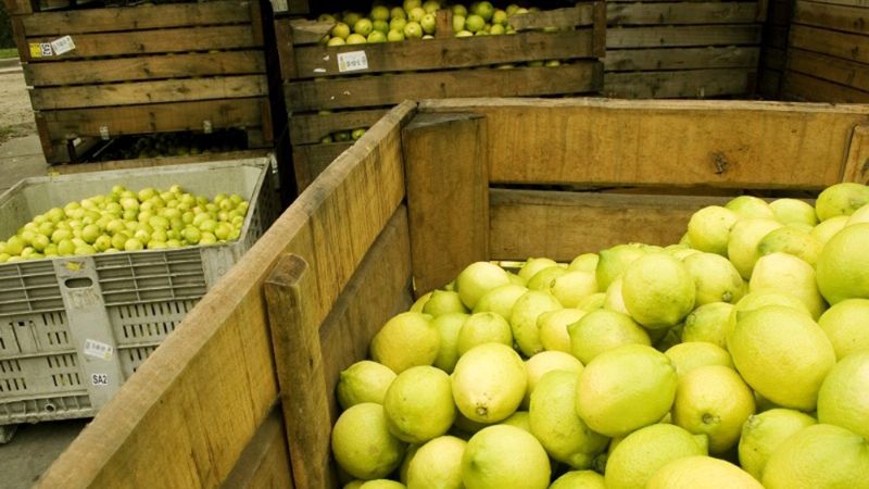 Se inicia con incertidumbre la cosecha de limones