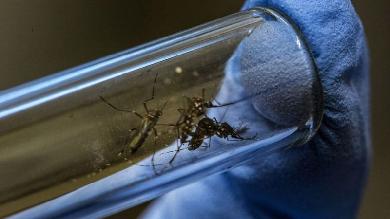 Se suman cinco casos más de dengue y llegan a 67