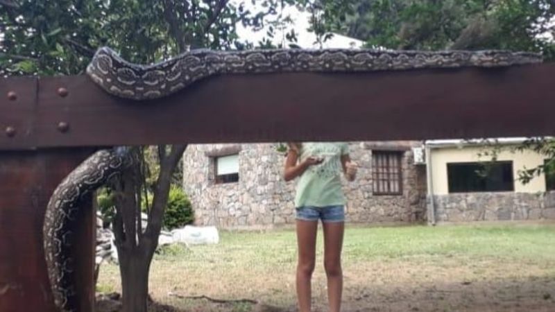 Apareció una lampalagua de grandes dimensiones