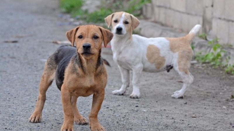 Vecino denunció matanza de perros