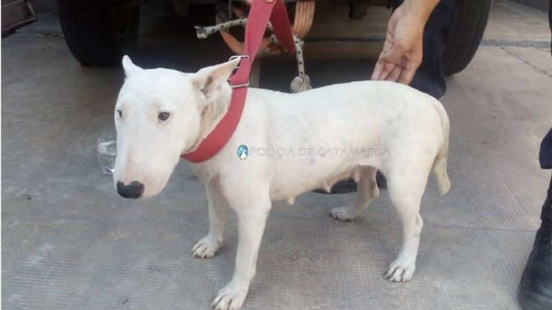 Ofrecía a la venta una perrita robada de raza Bull Terrier
