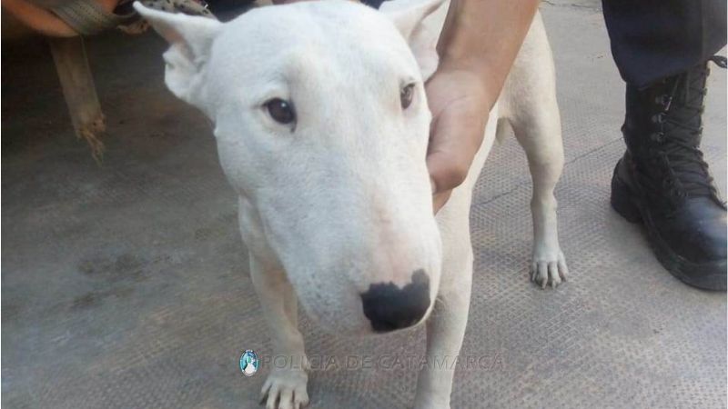 Ofrecía a la venta una perrita robada de raza Bull Terrier